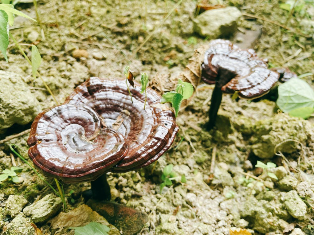 水芝 腾讯网