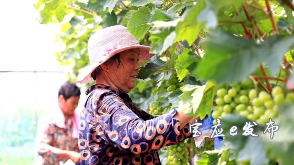 的家源生態農業示範基地,建成連體鋼架大棚200畝,種植時令果蔬,品質優