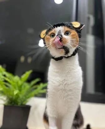 猫主子单手跨沙发背歪嘴邪笑狠瞪爸3个罐罐啥款