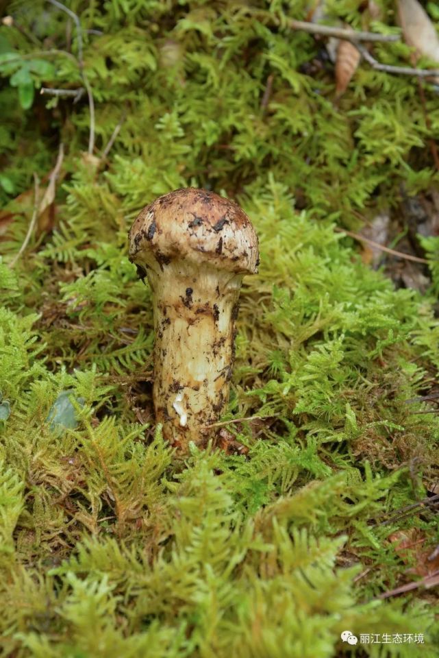 【生物多样性百科】松茸_腾讯新闻