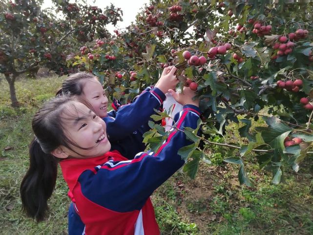 学生采摘山楂 师生搬运采摘.