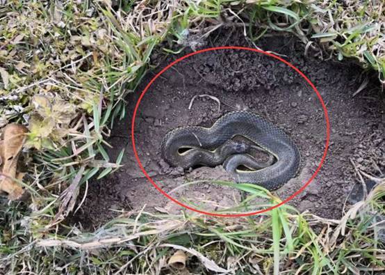 深秋季节仍有大量蛇在活动,不怕冻死吗?