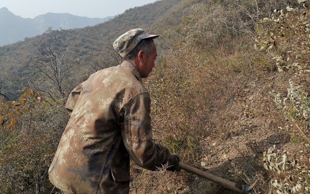 京西深山种树人背着树苗爬坡最远要走五六公里山路