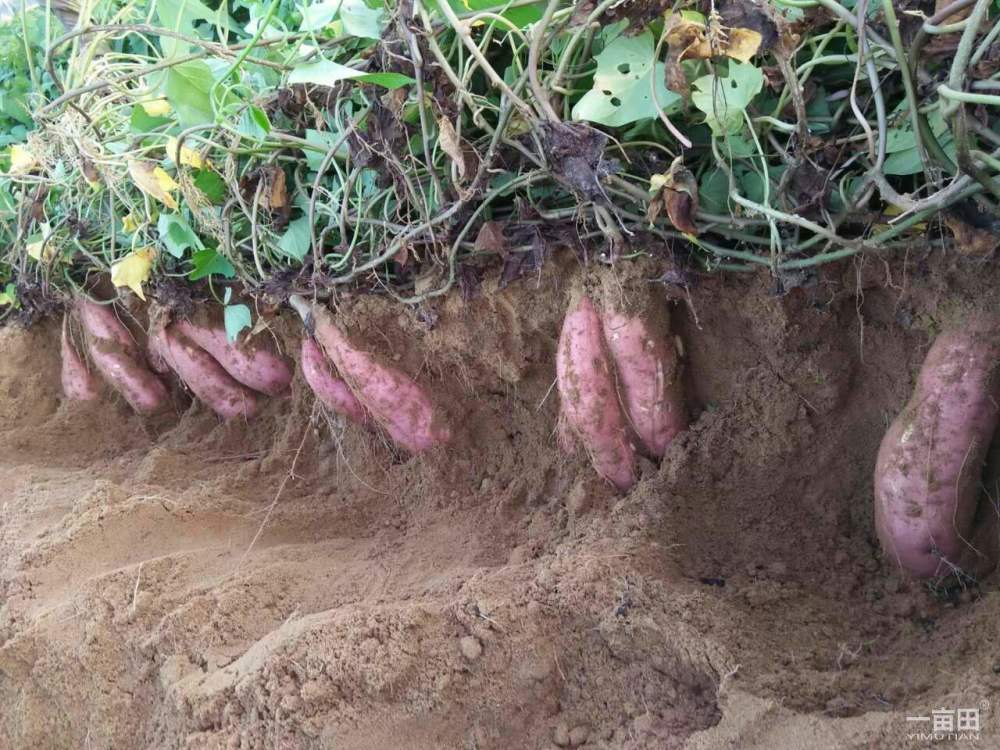 5种长在地里的农作物,不用打药,纯绿色食品可以放心吃,安全_腾讯新闻