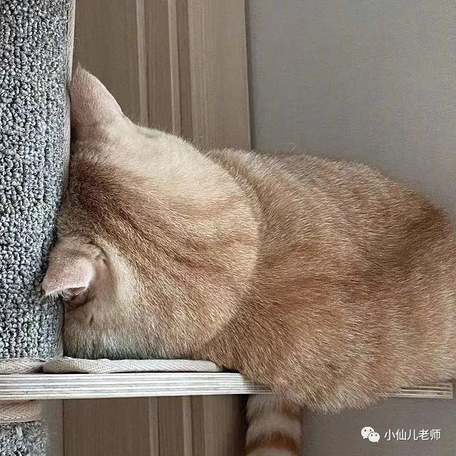 为什么有些年轻人选择了躺平