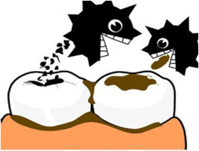 人的一生有两副牙齿,一副乳牙