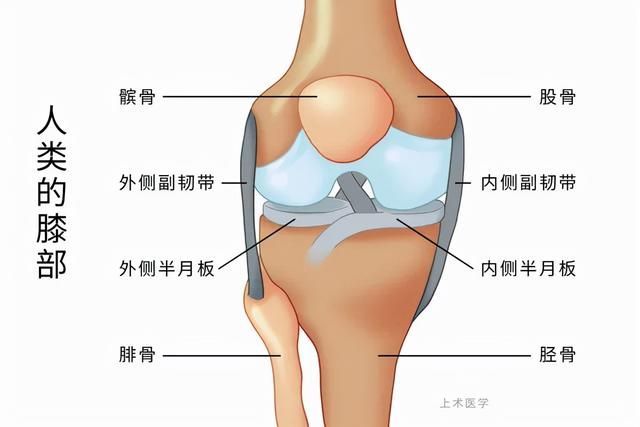 膝盖的结构图 名称图片