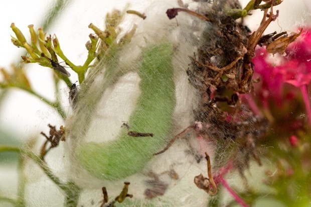 飞蛾和蝴蝶有什么区别飞蛾扑火但为什么不是蝴蝶