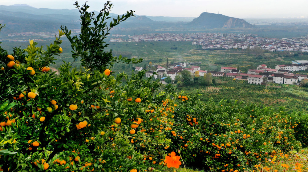 10月26日,游人在城固县桔园镇桔园市场采购柑桔(无人机照片).