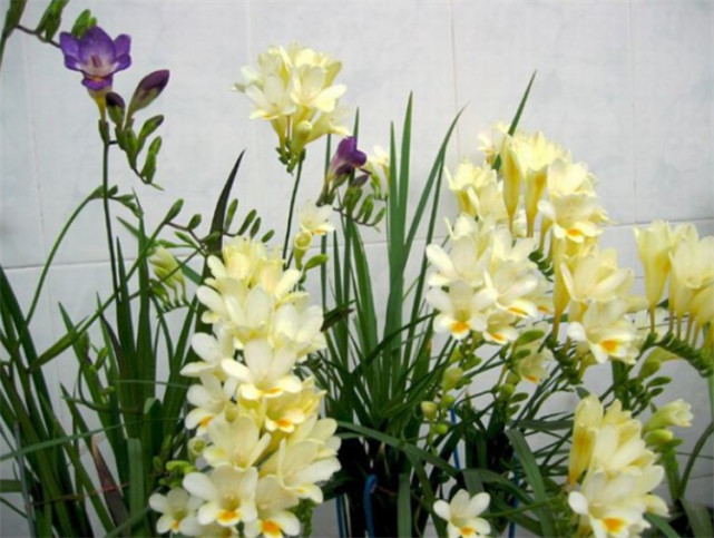 小苍兰花语象征与寓意元旦春节开放吉祥喜庆花香清鲜怡人