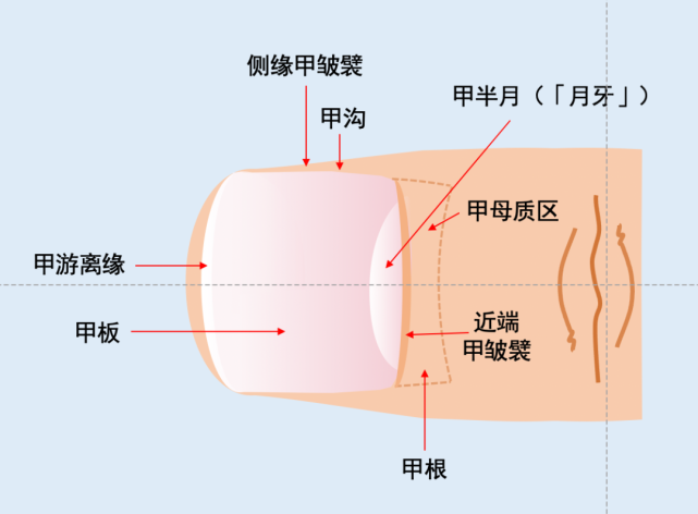 指甲上没月牙,是身体出问题了?