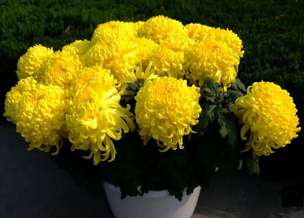 无论你养什么品种菊花只要给它4个保证就能持续开到春末