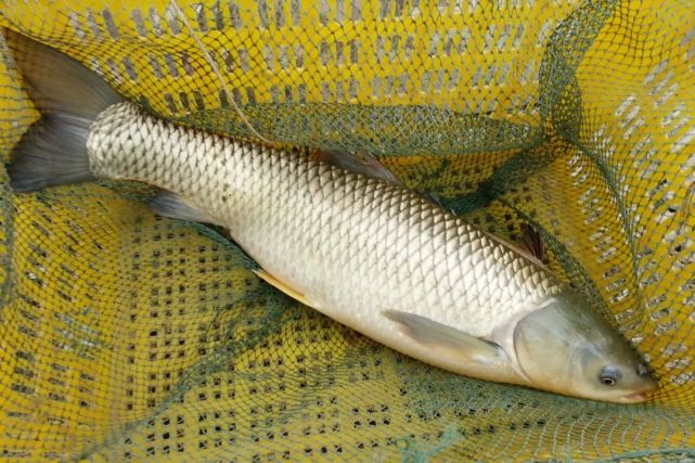 今年9月至10月10日期间,共有79例侵入性乙型链球菌感染病例,涉及42男