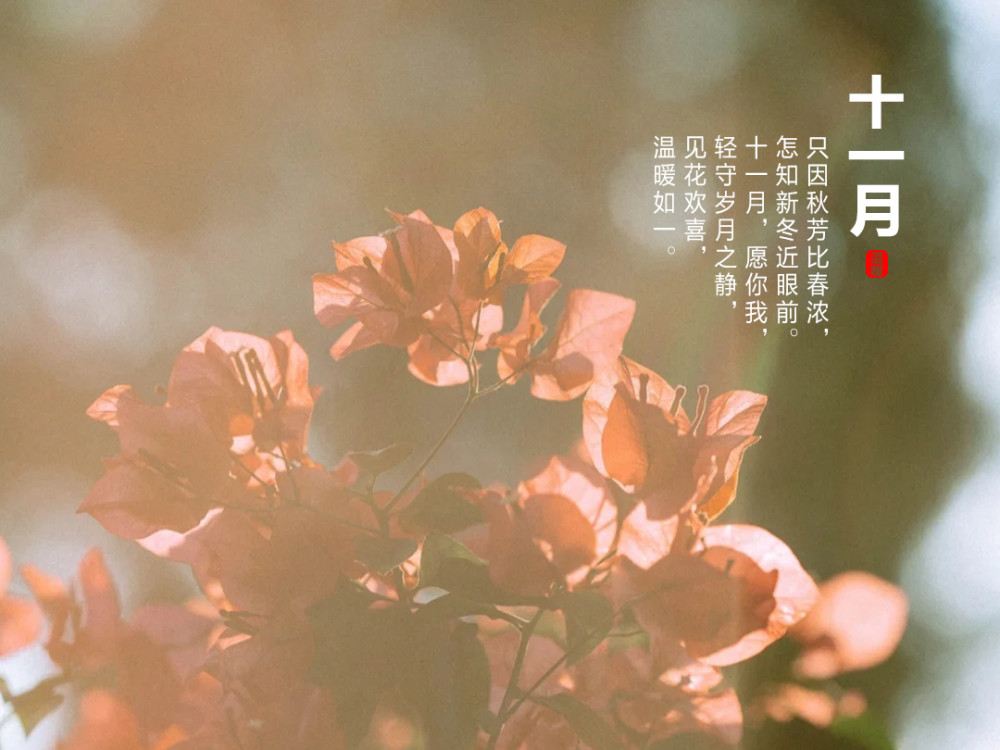 十一月,愿你我,轻守岁月之静,见花欢