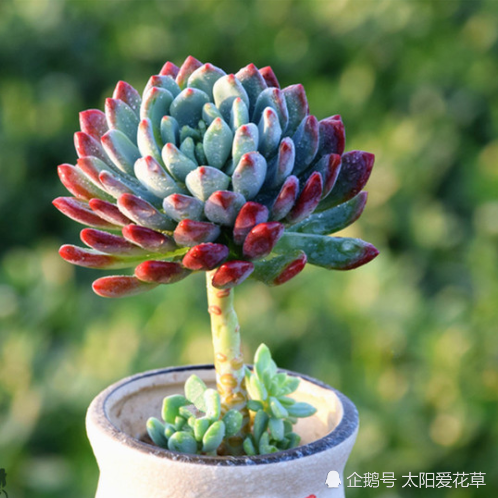 金秋十月养这5种多肉,皮实好养又宜出状态,适合新手养殖哦