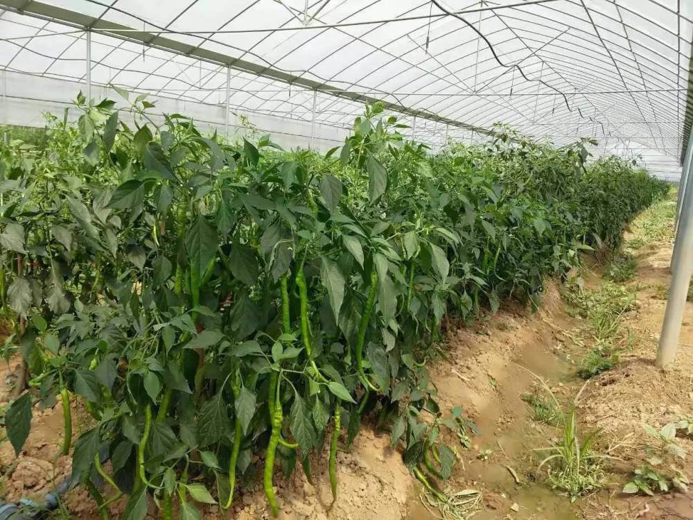 农户种植越冬茬辣椒掌握好3个整枝技巧增加产量和提高品质