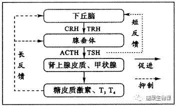 很多教师为了让学生理解甲状腺激素分泌过程中的反馈调节,也会作出