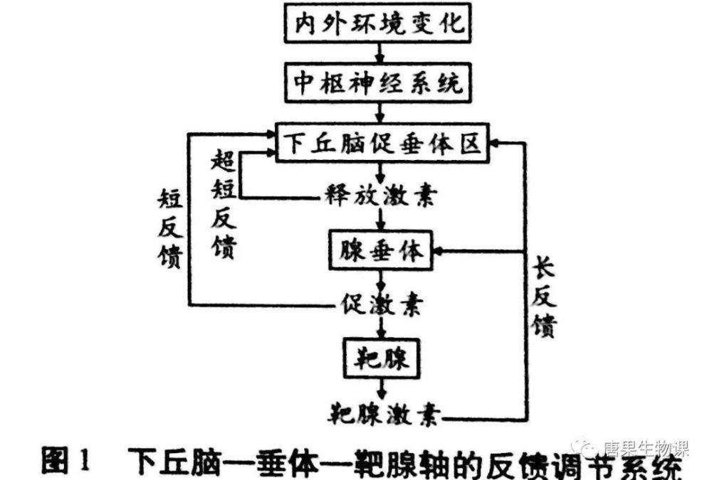 正因为如此,如果某人患有甲亢,甲状腺激素水平升高后通过负反馈调节既