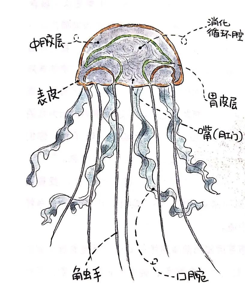 鱼除了拉屎怎么还放屁水母竟然没大脑没心脏鲸鲨跟鲸有什么关系