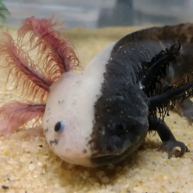 能再生又长不大的六角恐龙饲养时要注意这5点