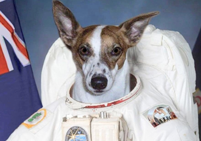 首只进入太空的狗,出发前就注定结局,但死亡真相仍被隐藏数十年
