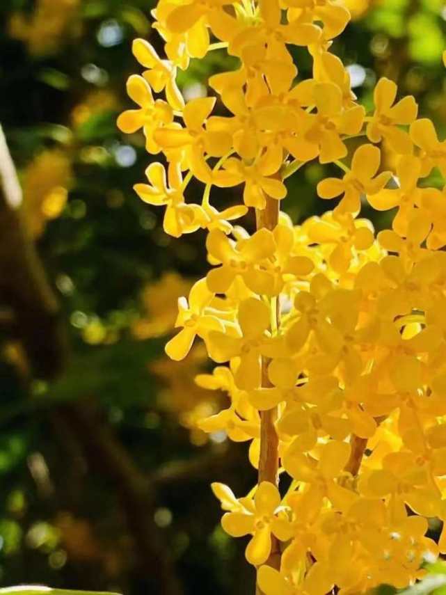 你也晒桂花了吗有人说杭州这里的桂花才是最美的有图有真相不服来战