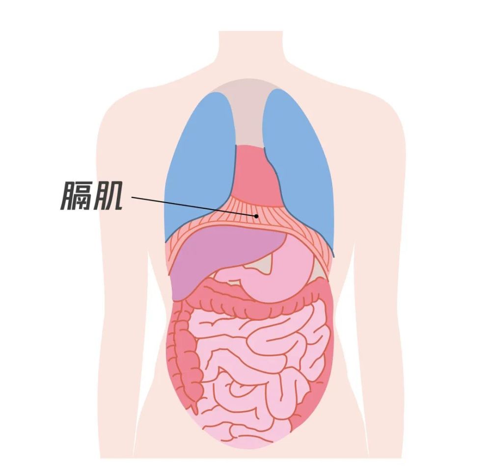 横膈肌位置图图片