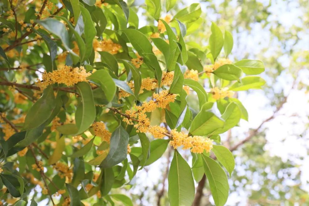 戒不掉的桂花香闻到了吗金山上百亩桂花林等你来