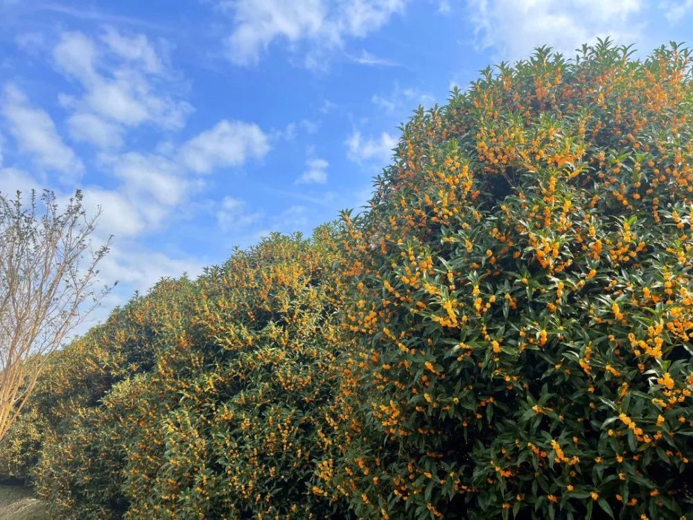 戒不掉的桂花香闻到了吗金山上百亩桂花林等你来