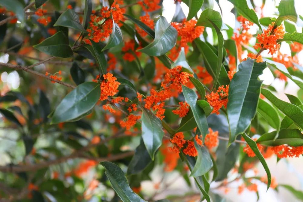 桂花林照片图片