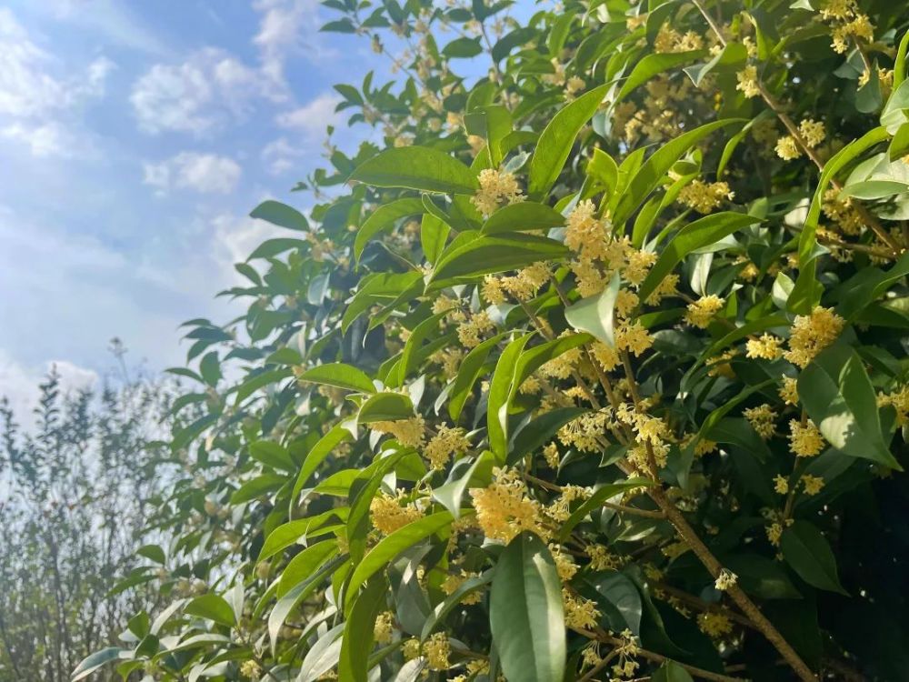 戒不掉的桂花香闻到了吗金山上百亩桂花林等你来