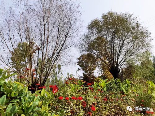 移步解放南路的郊野公園,依南塬而建,佔據渭南高點,沿著蜿蜒小路拾階