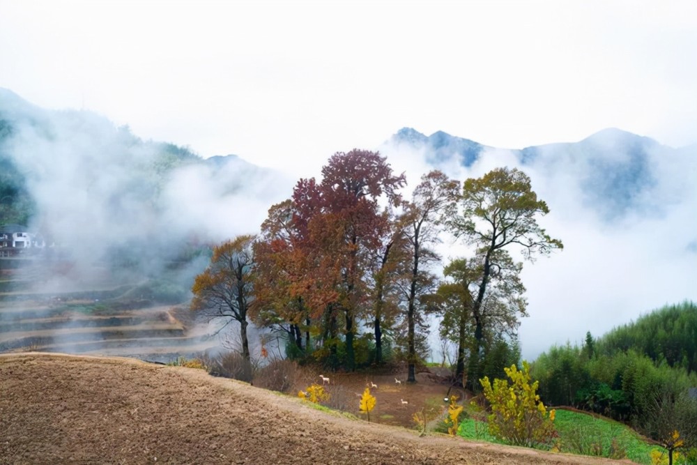 大山深处的千年古村落,340多株红叶古树,这里的秋天美如油画