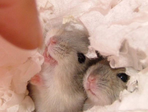 蜜袋鼯可爱的家养小精灵