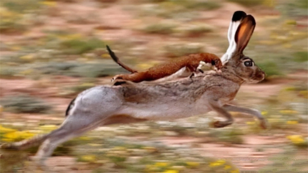 黄鼠狼全身是宝为何很少有人愿意养殖养殖户它可不好伺候