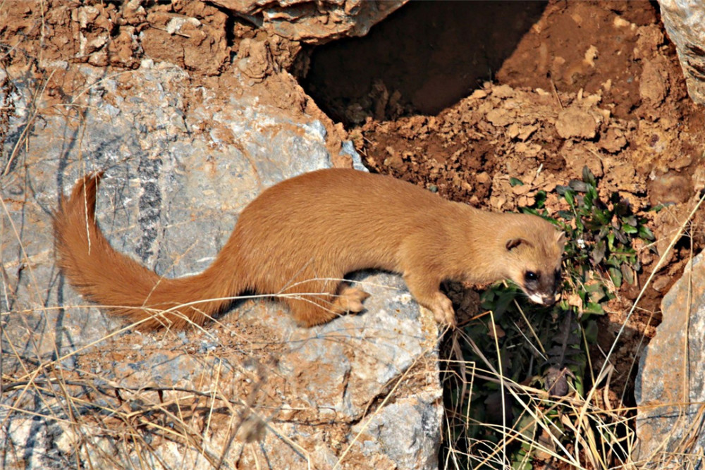 黄鼠狼全身是宝为何很少有人愿意养殖养殖户它可不好伺候