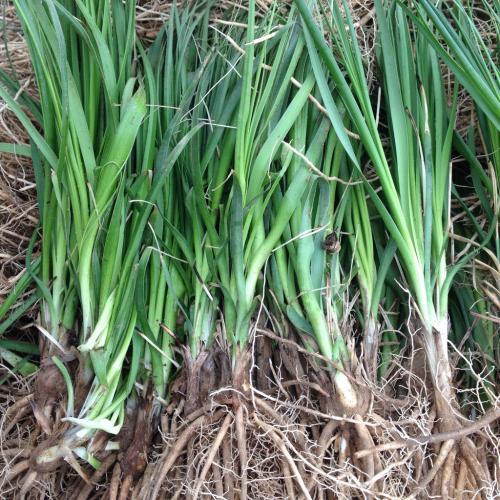 水,妈妈草,蒜瓣子草,羊胡子根,地参等,为百合科知母属多年生草本植物