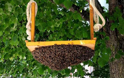 最快的诱蜂方法是什么?