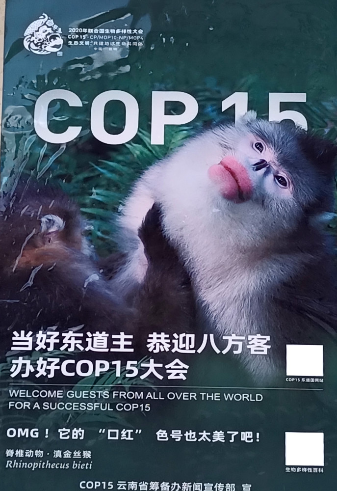 昆明街头的cop15宣传海报制作得很美丽