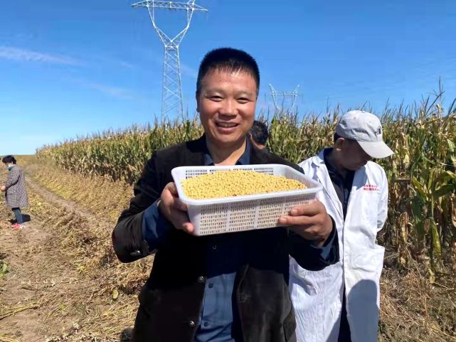 吉育403大豆品种简介图片