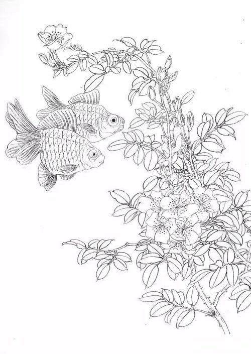 工笔金鱼画法示范和白描画谱