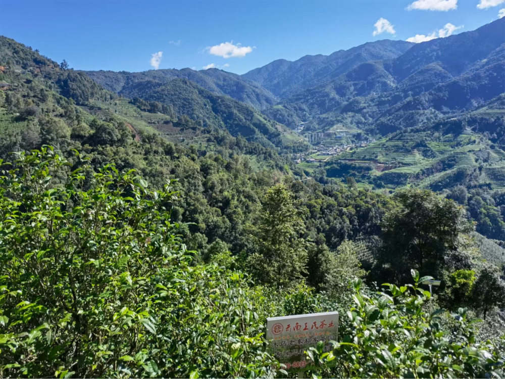 科技赋能云茶产业 冰岛老寨·王氏茶业联合濮艺杀青机开机仪式举行