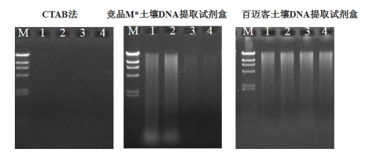 將提取的dna進行1%瓊脂糖凝膠電泳跑膠.