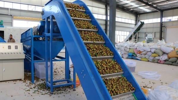 玉屏油茶精深加工厂正式投产运行