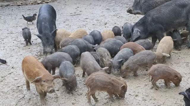 新铺村库子田组看到,一群小猪仔四处奔跑,在山坡泥塘里玩着水,打着滚