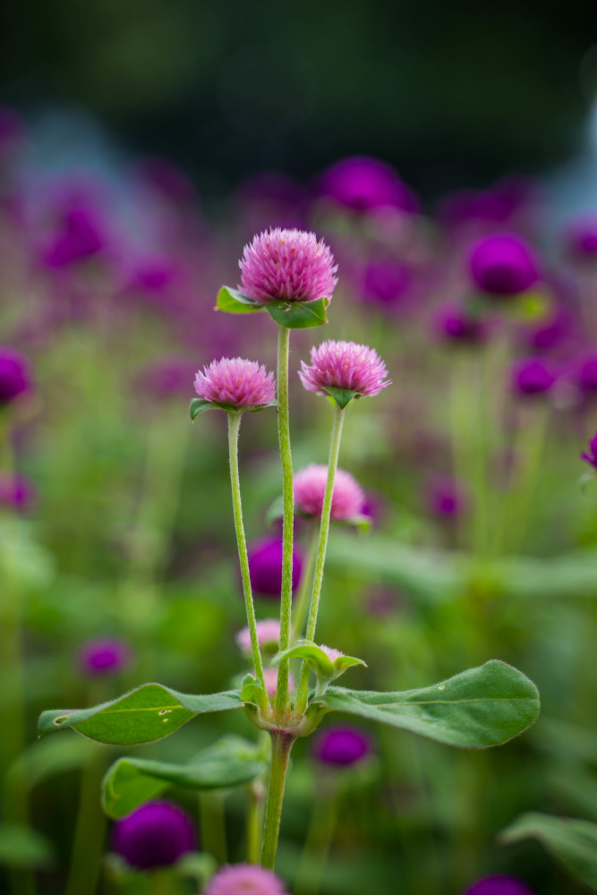 福州花海公园千日红花海遇见姹紫嫣红的秋