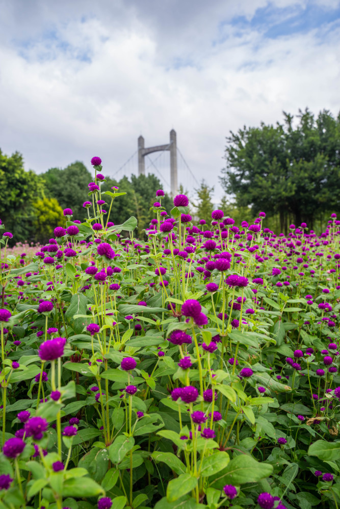 福州花海公园千日红花海遇见姹紫嫣红的秋