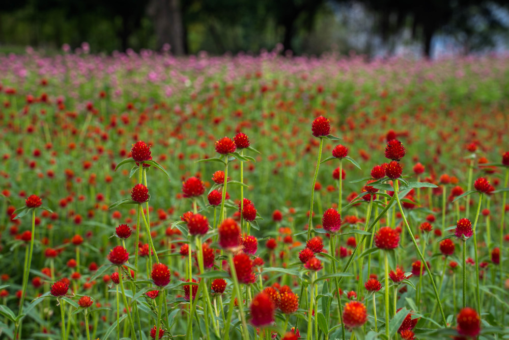 福州花海公园千日红花海遇见姹紫嫣红的秋