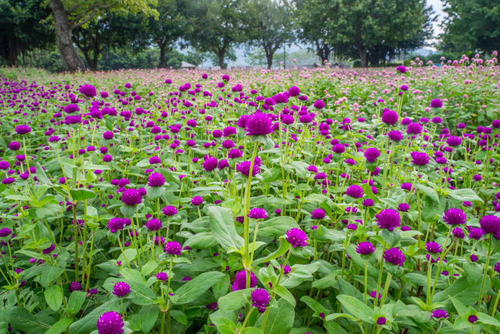 福州花海公园千日红花海遇见姹紫嫣红的秋