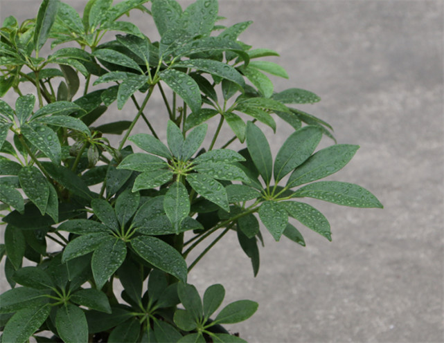 七叶莲可以放卧室吗?植株无毒,可净化环境,释放氧气,适合家居